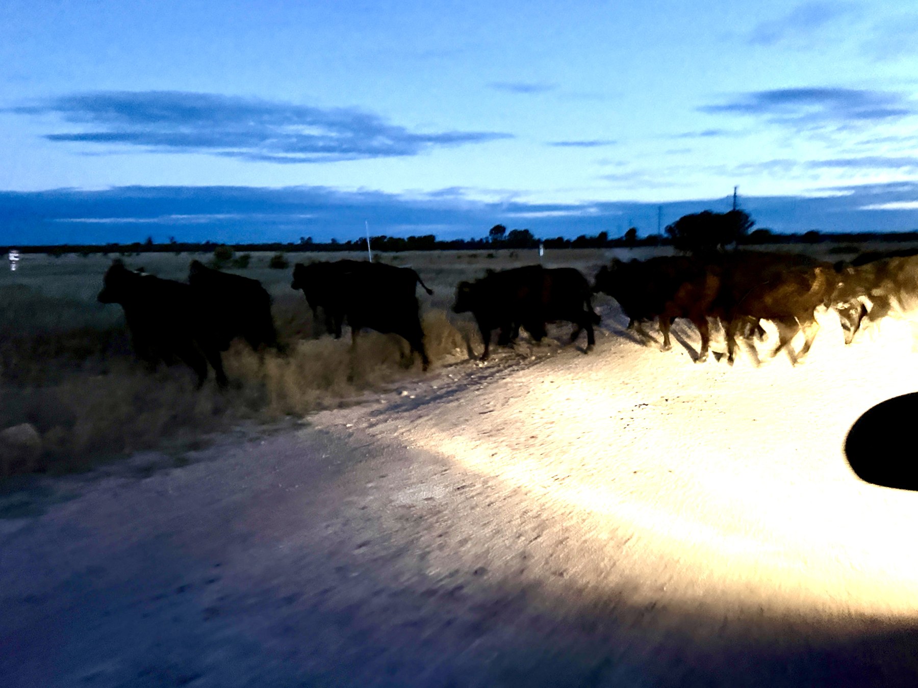 Cattle walking along a dirt road at dusk in the headlights