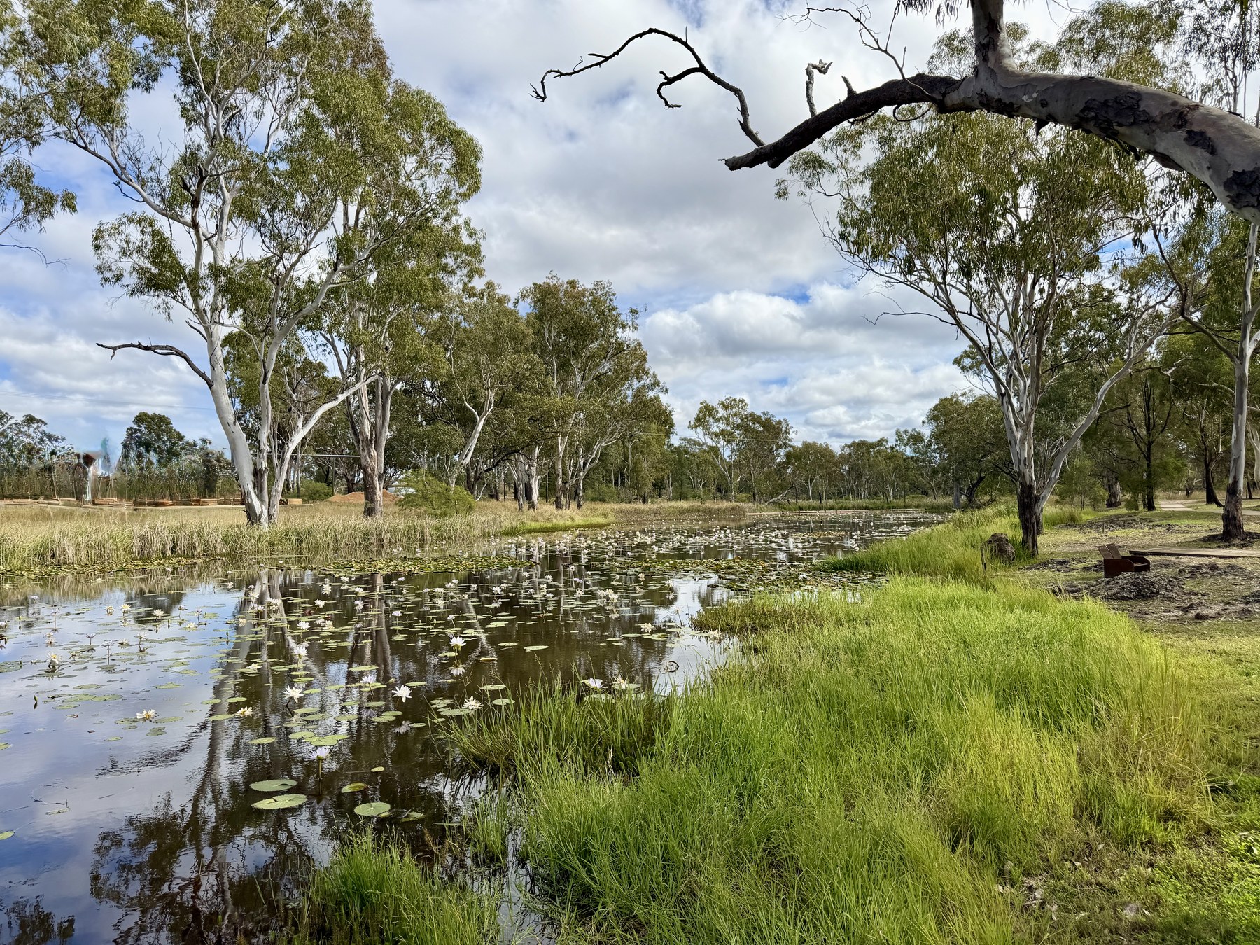 Chinaman's Lagoon with water lilies, gum trees and cloudy sky