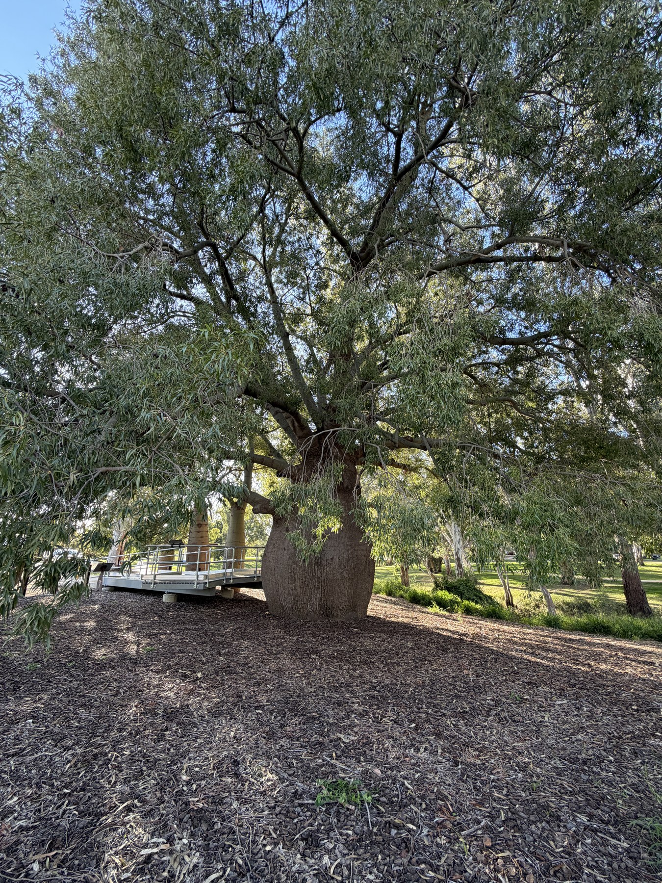 The largest Bottle Tree in Roma with a broad trunk and leafy canopy