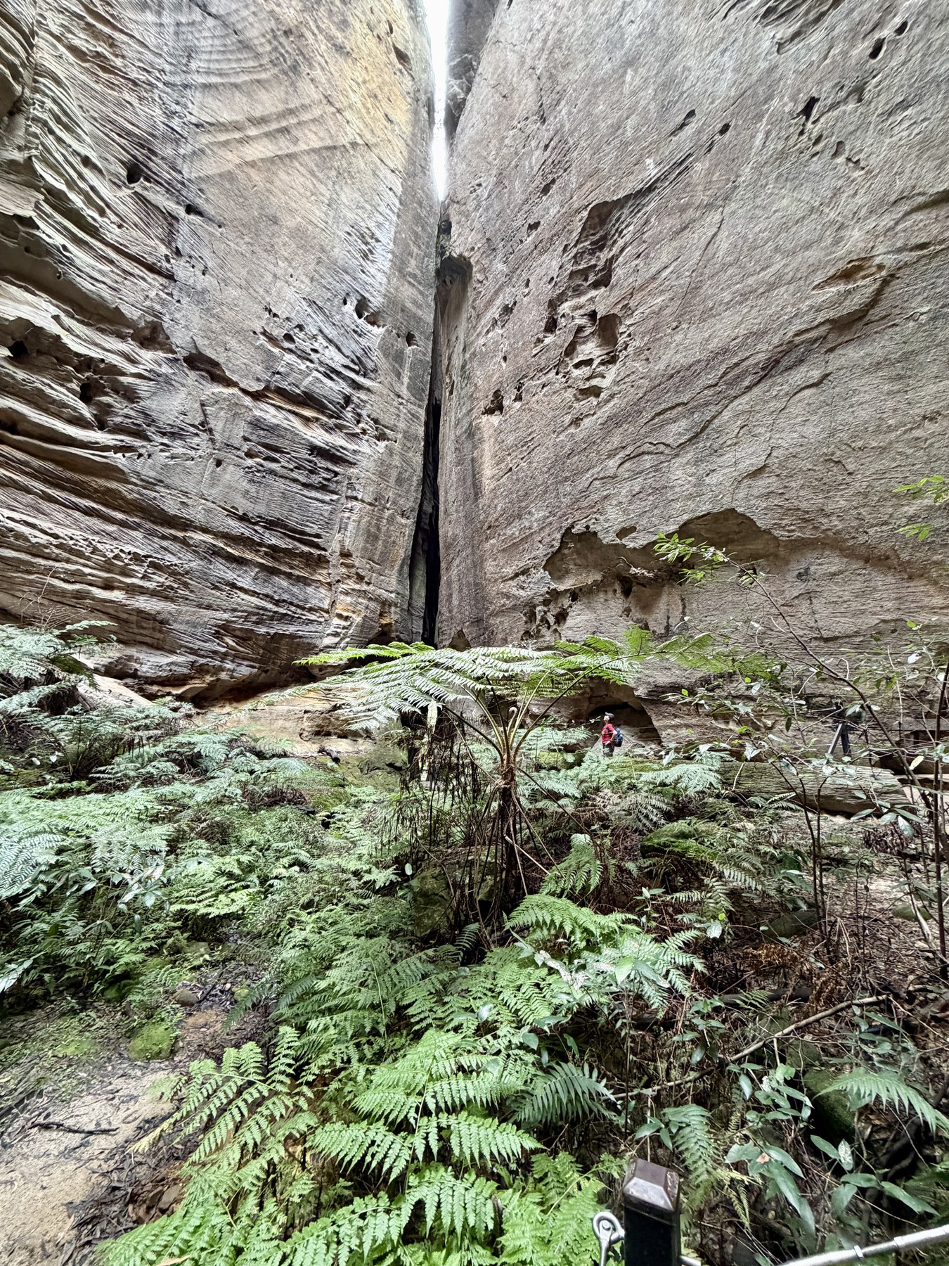Tall sandstone walls and green ferns inside the Amphitheatre at Carnarvon Gorge