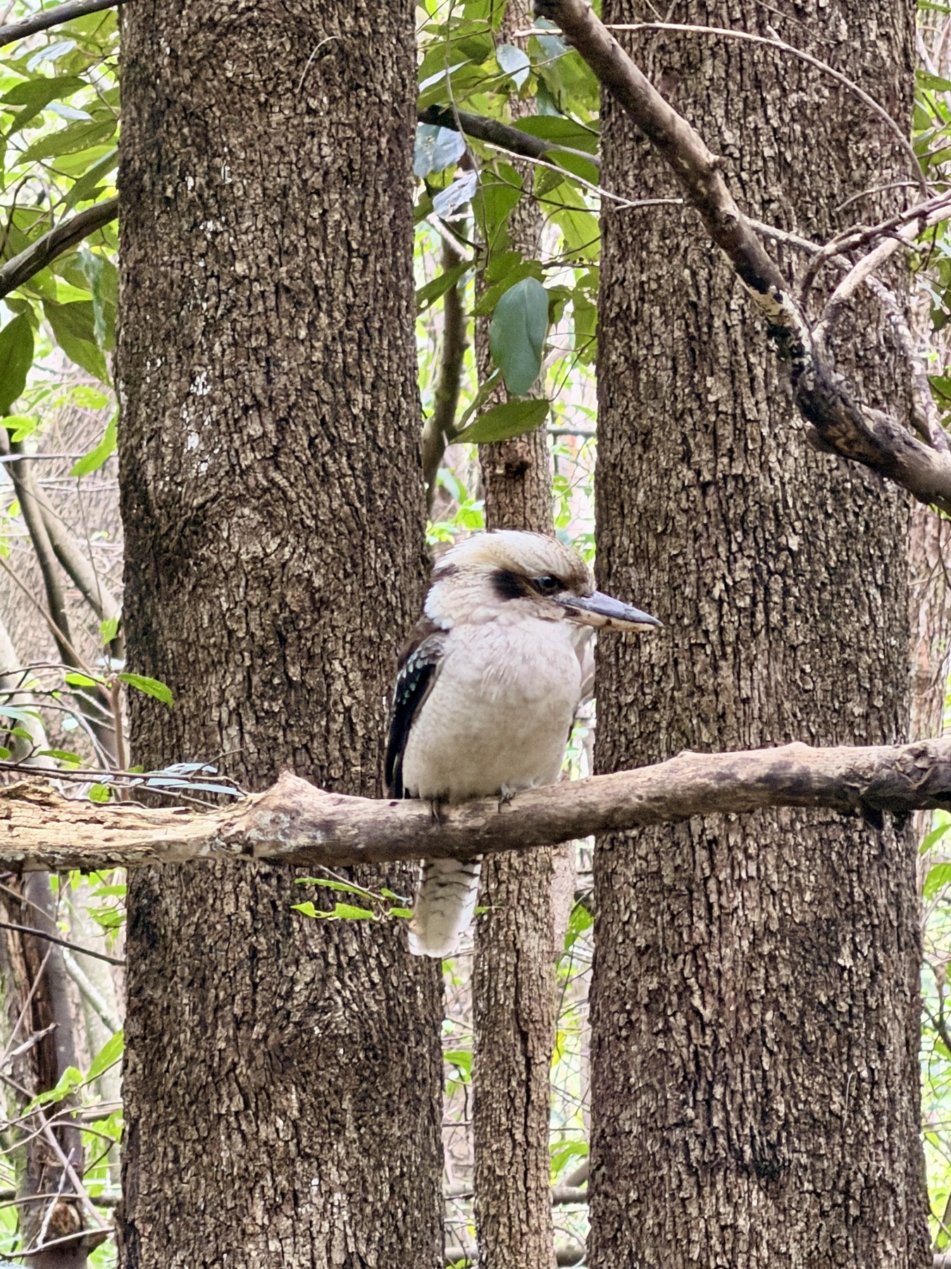 Kookaburra perched on a branch among trees at Carnarvon Gorge