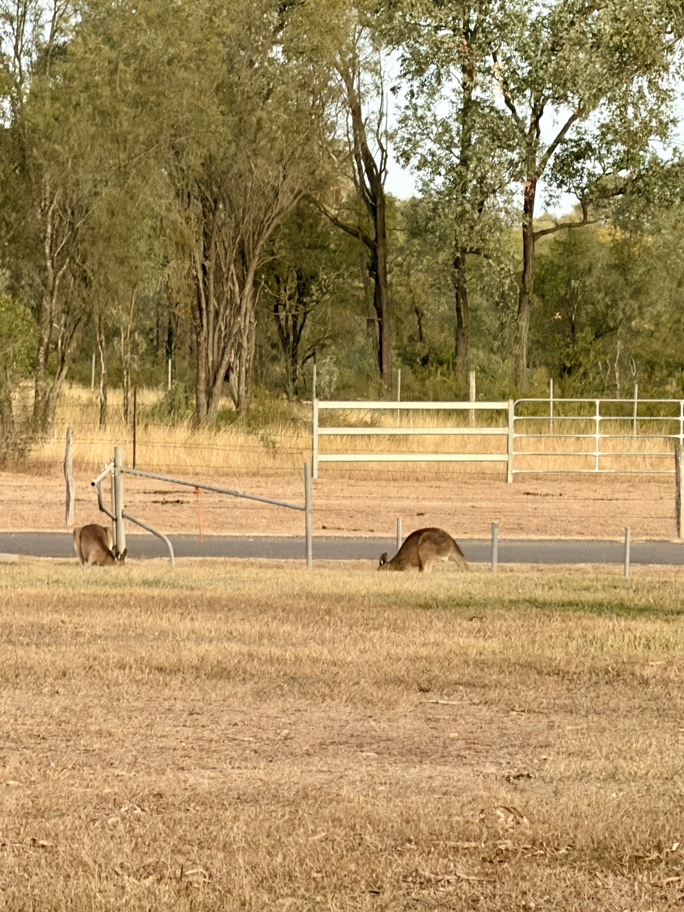 Two kangaroos grazing near a fence at Clermont Showgrounds