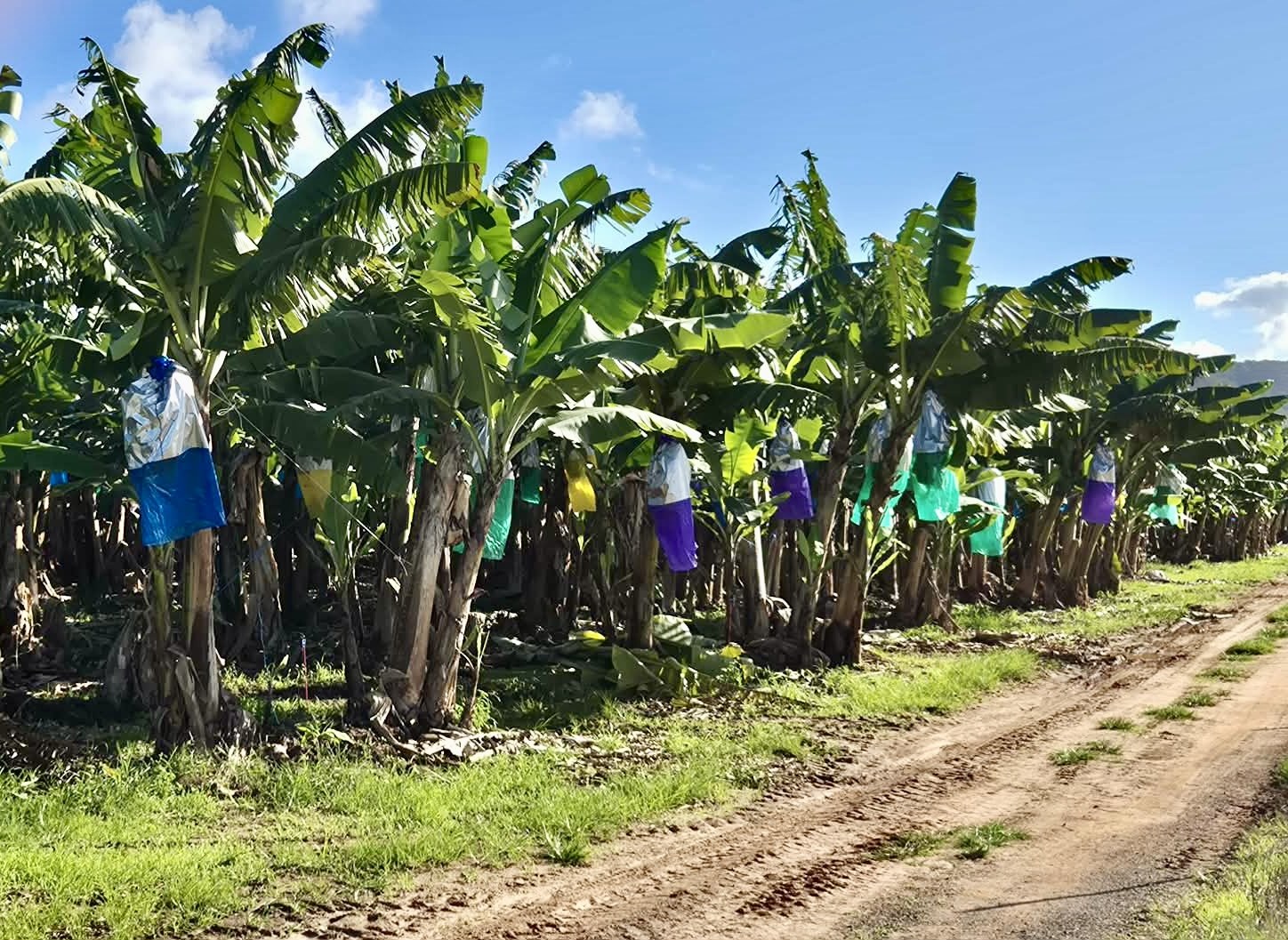 Rows of banana plants beside a rural road