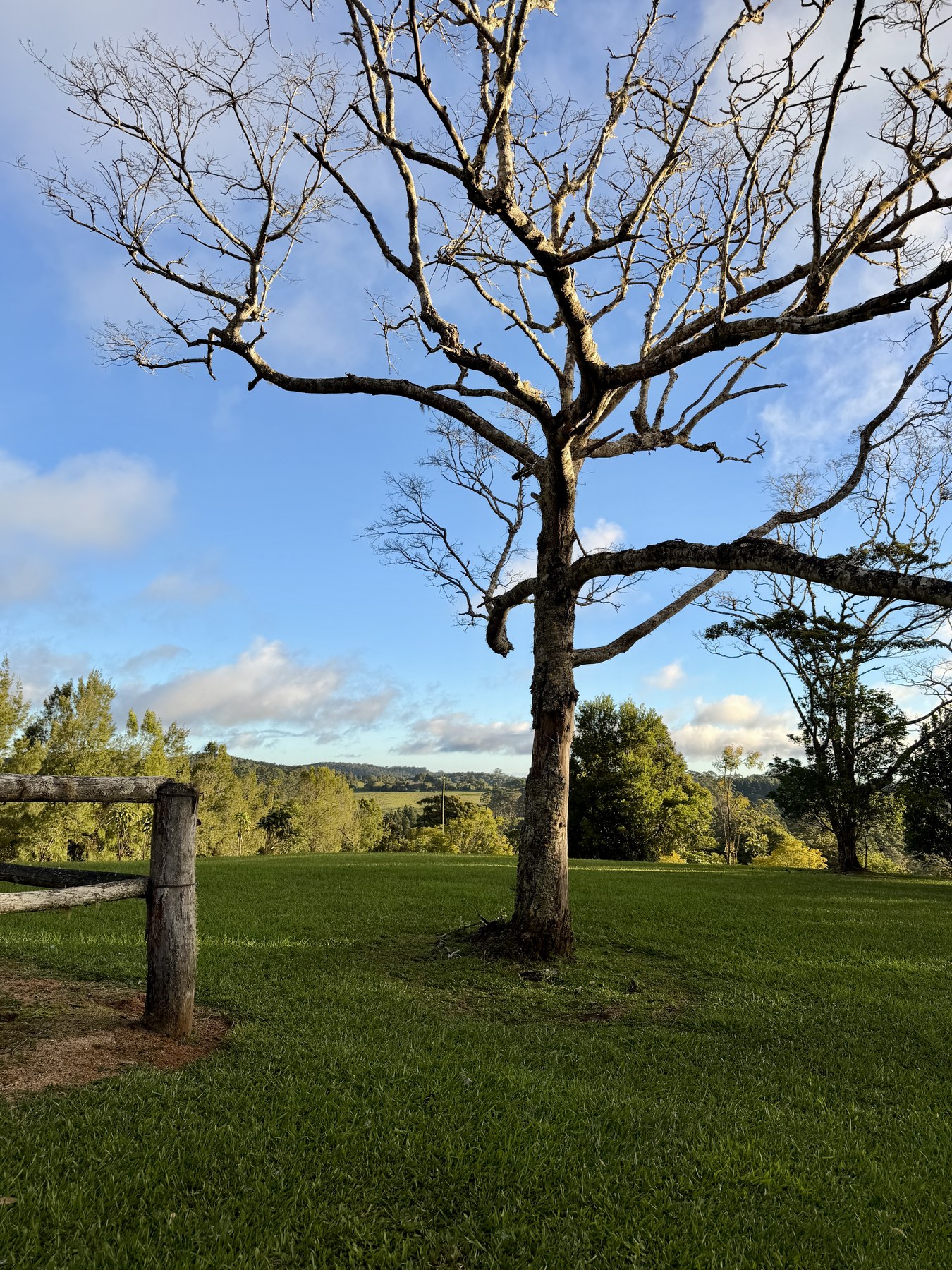 Bare tree silhouetted against the Tablelands sky