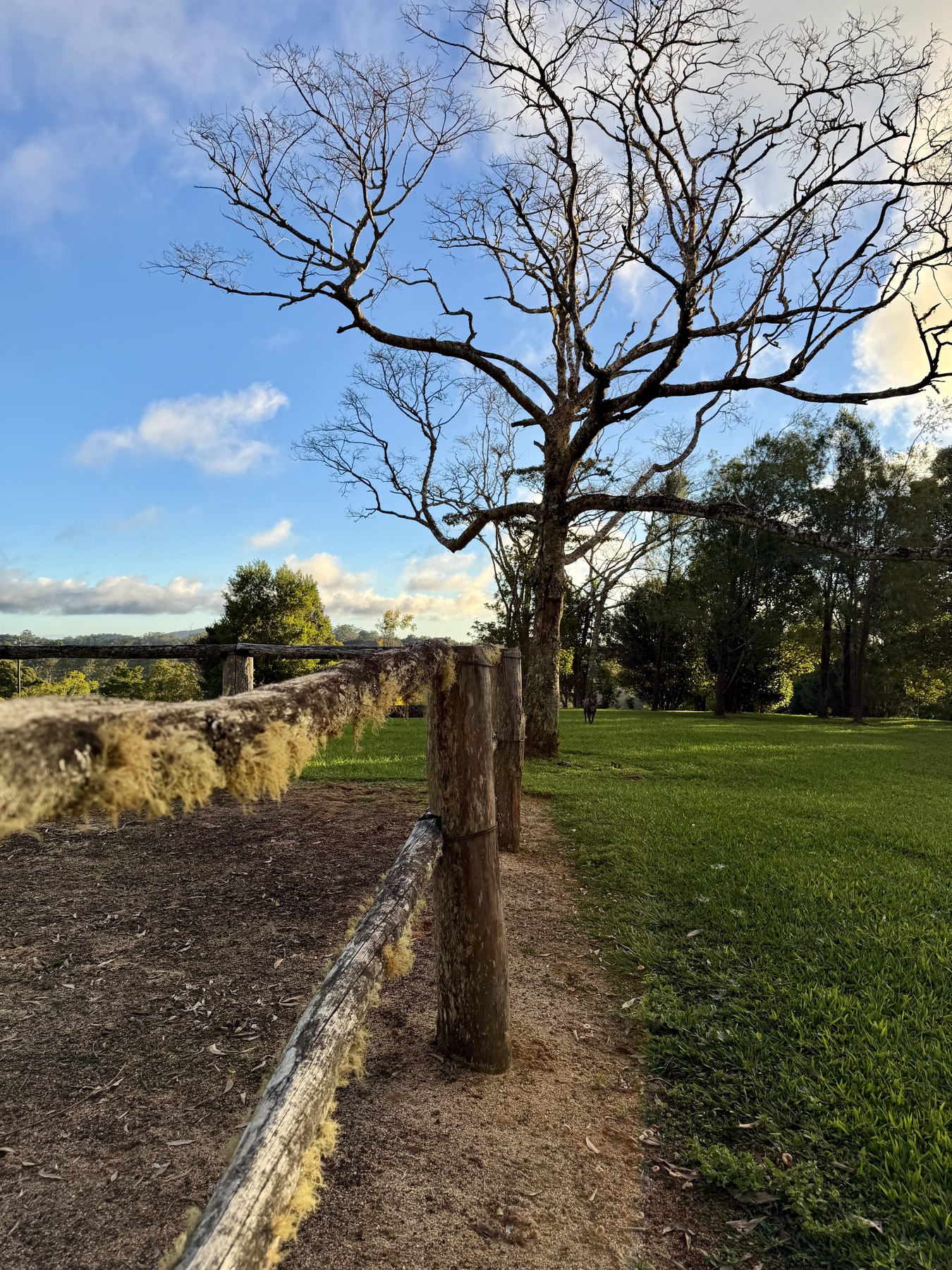 Fence line leading across green Tablelands countryside