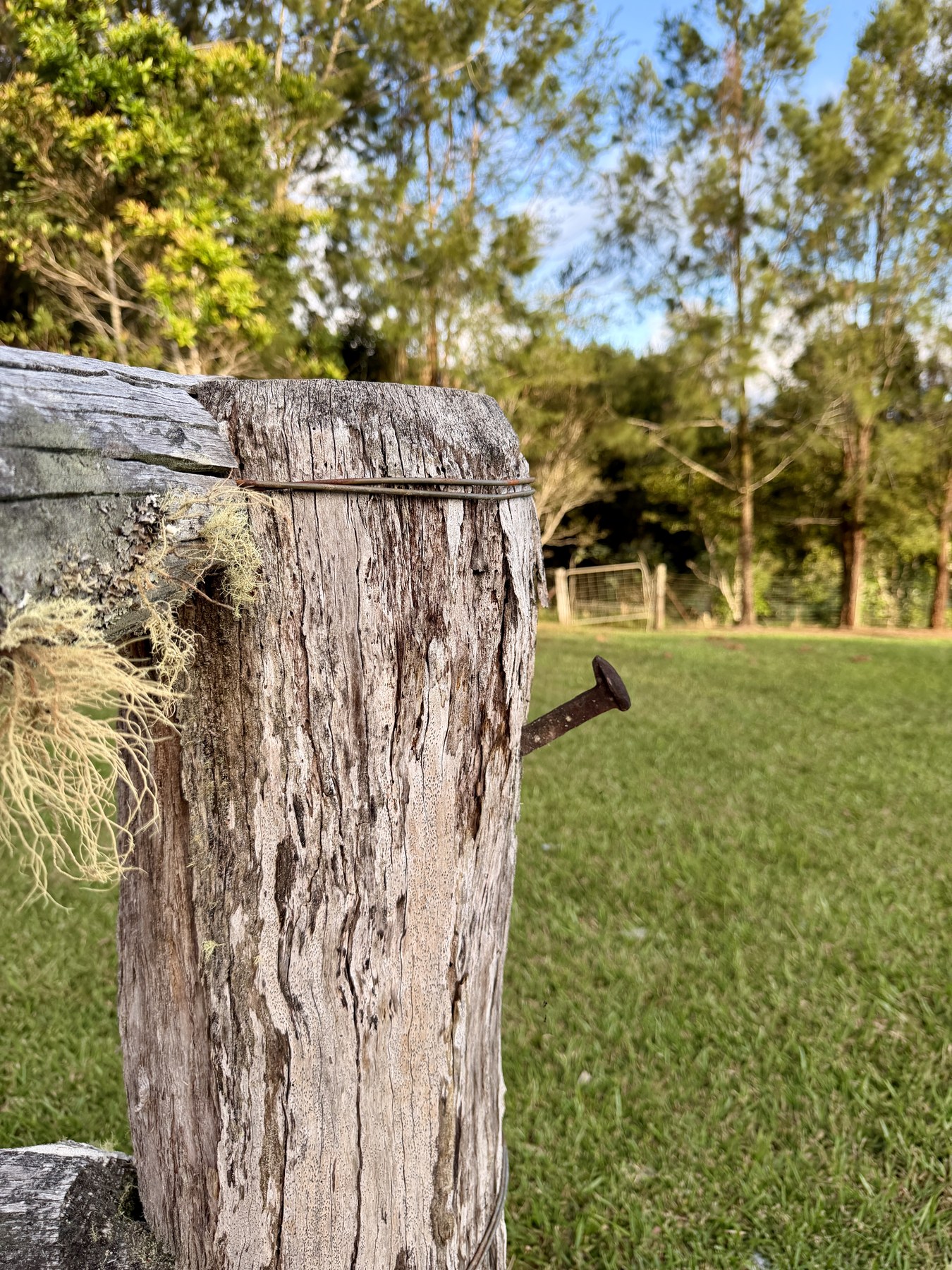 Timber post and open paddock in afternoon light