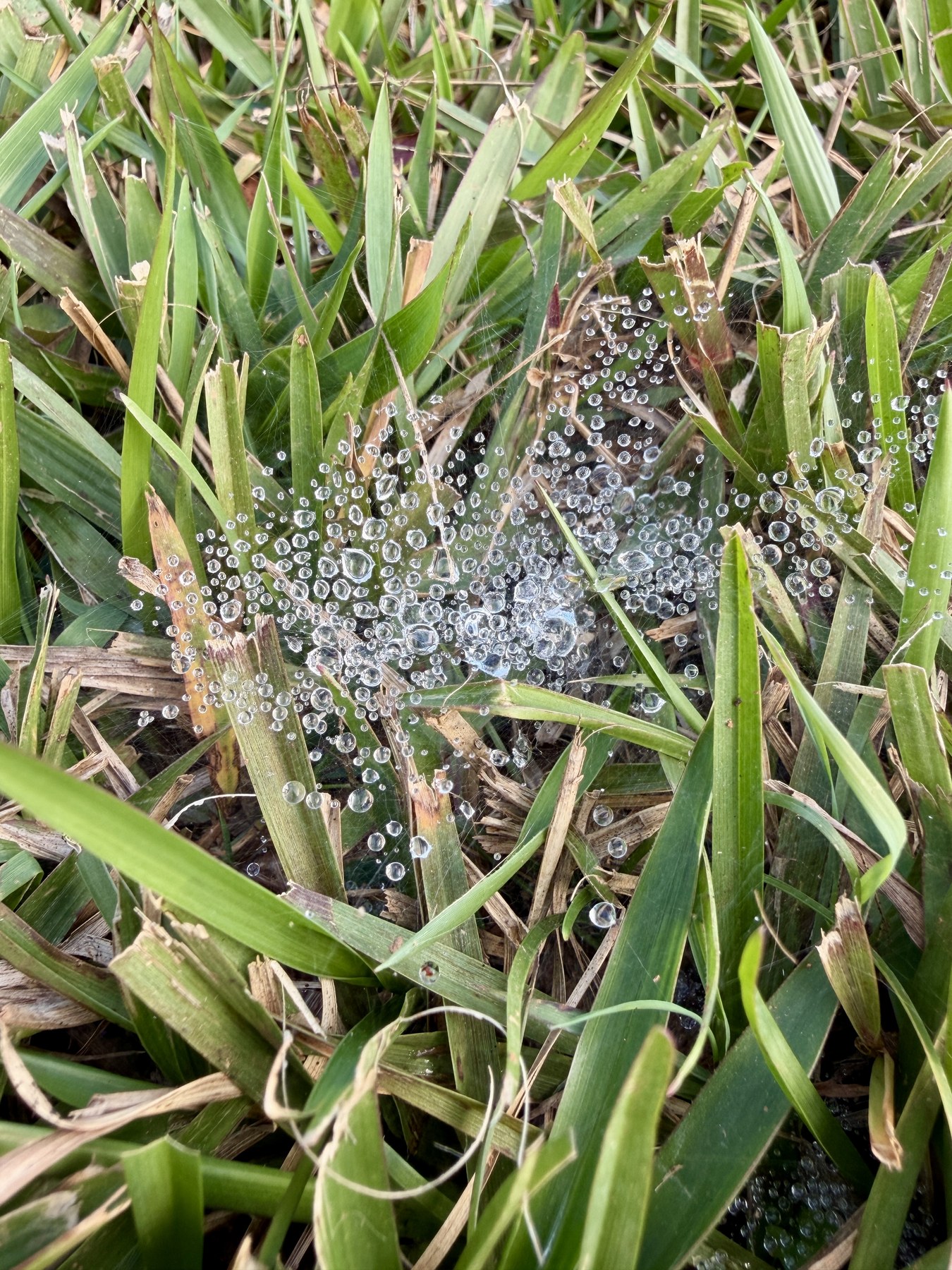 Close view of native flowers and foliage