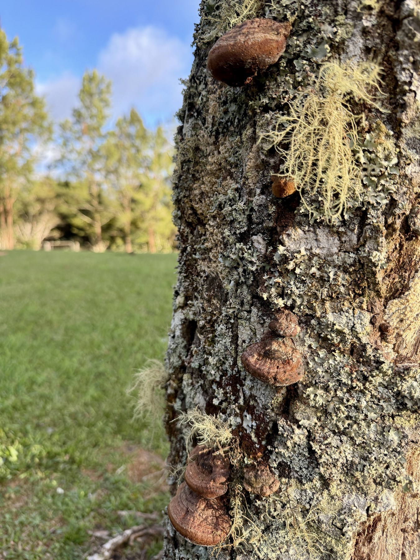 Close view of textured tree bark on Pam's property