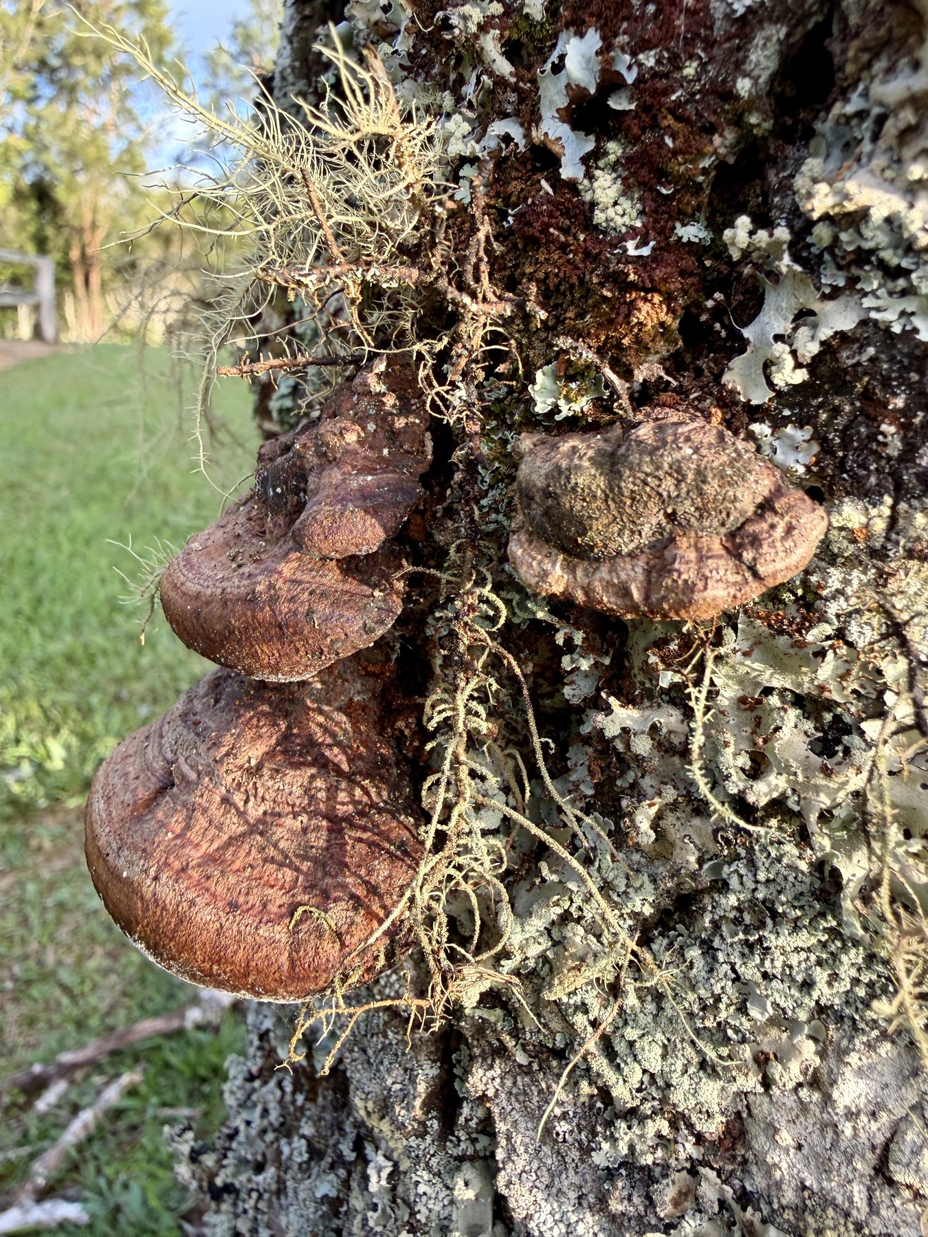 Close view of fungi growing on tree bark