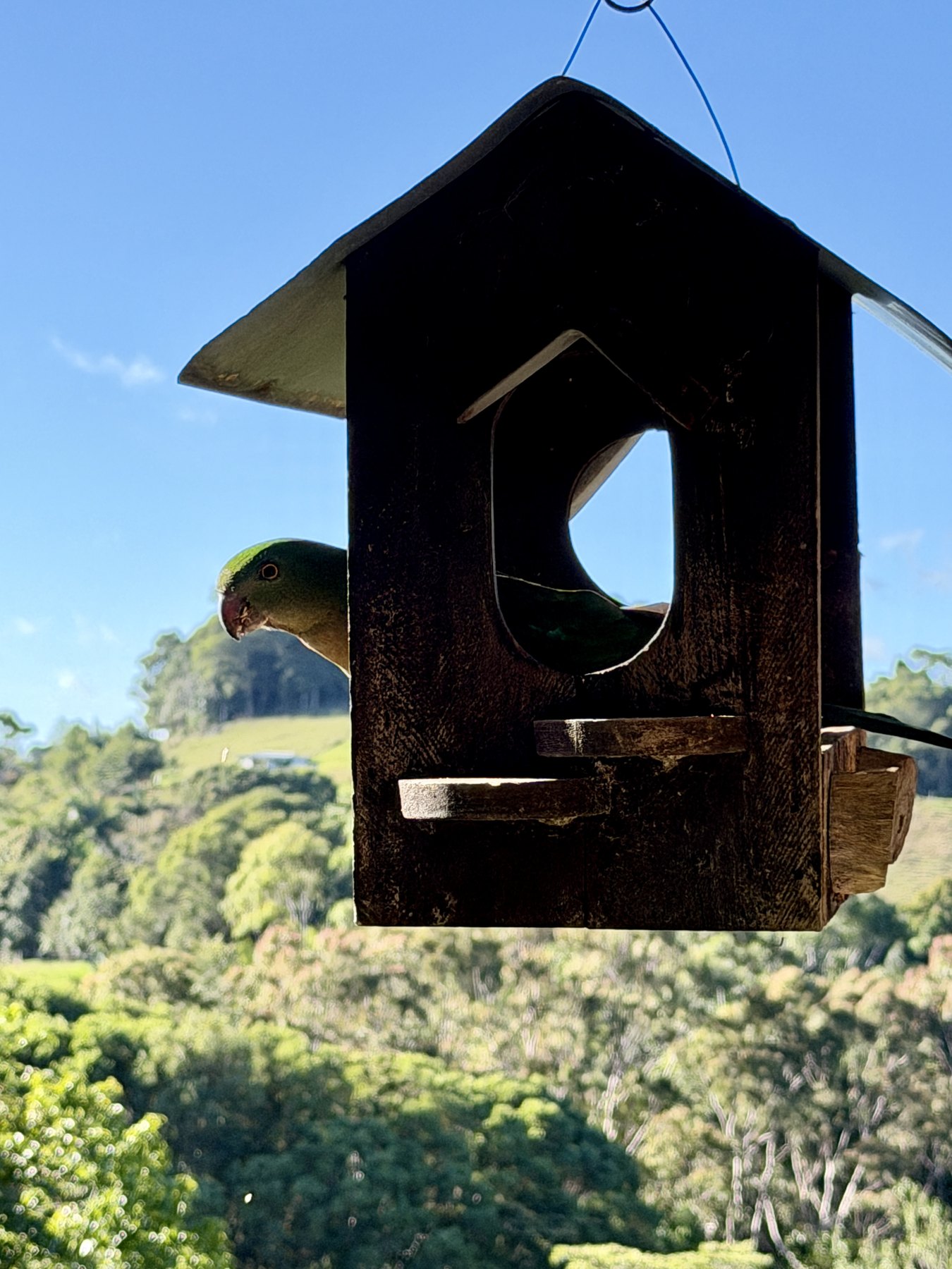 Green king parrot peeking from a hanging birdhouse with hills behind