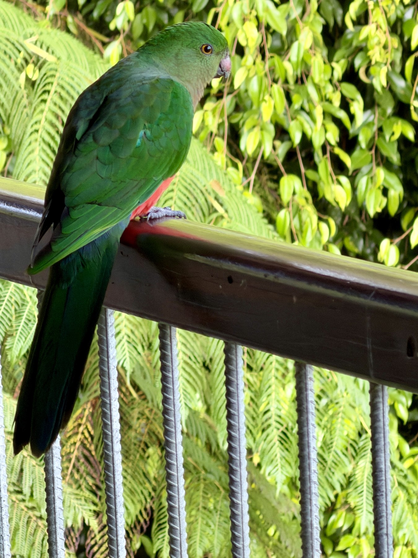 Green king parrot perched on a deck railing with rainforest plants behind