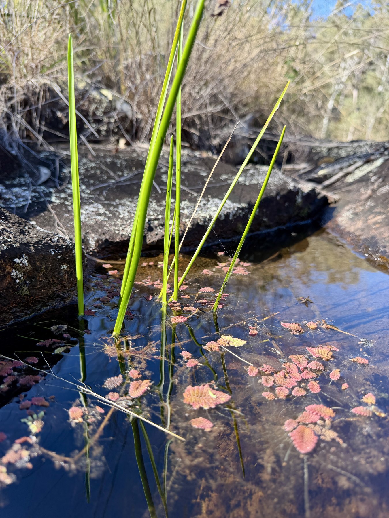 Close view of green reeds and small pink water plants in a creek pool