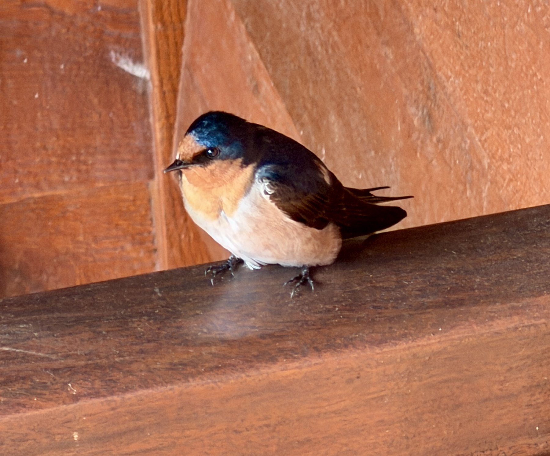 Small welcome swallow perched on a wooden beam