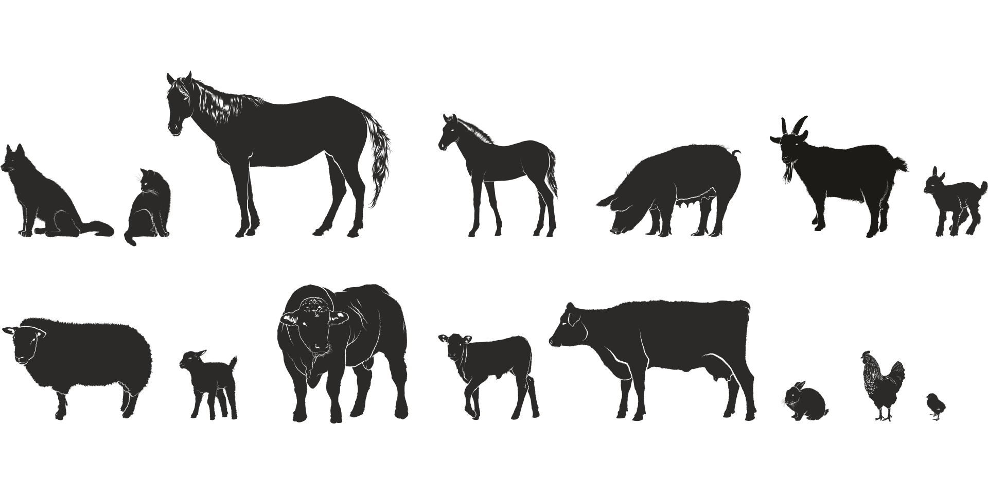 Animal vocabulary illustration